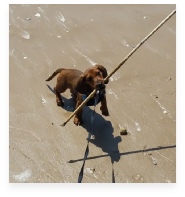 Rusty the Red Miniature Dachshund in His Happy Home!