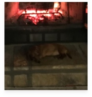 Sadie the Red Miniature Dachshund in Her Happy Home!
