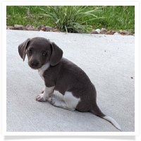 Sadie's AKC Isabella Piebald Short Hair Male Miniature Dachshund Puppy