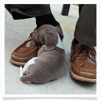 Sadie's AKC Isabella Piebald Short Hair Male Miniature Dachshund Puppy