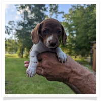 Sadie's AKC Red Piebald Short Hair Female Miniature Dachshund Puppy