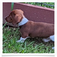 Sadie's AKC Red Piebald Short Hair Female Miniature Dachshund Puppy