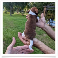 Sadie's AKC Red Piebald Short Hair Female Miniature Dachshund Puppy