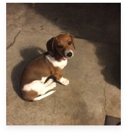 Shelby the Red Piebald Miniature Dachshund in Her Happy Home!