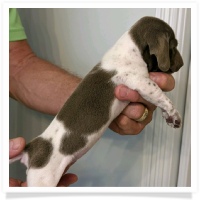 AKC Isabella Piebald Short Hair Female Miniature Dachshund Puppy