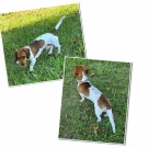 Simba - CKC Red Piebald Short Hair Male Miniature Dachshund