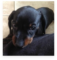 Snickers the Black and Tan Miniature Dachshund in Her Happy Home!