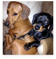 Snickers and Pumpkin the Red and Black and Tan Miniature Dachshund in Their Happy Home!