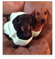 Snickers and Pumpkin the Red and Black and Tan Miniature Dachshund in Their Happy Home!
