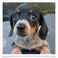 Sugar's AKC & CKC Black & Tan Piebald w/ticking Smooth Coat Female Miniature Dachshund Puppy
