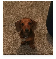 TJ the Red Miniature Dachshund in His Happy Home!