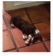 Teddy the Chocolate and Tan Miniature Dachshund in His Happy Home!