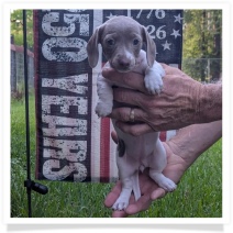 Tilly's AKC Isabella Piebald Short Hair Female Miniature Dachshund Puppy