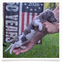 Tilly's AKC Isabella Piebald Short Hair Female Miniature Dachshund Puppy