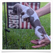 Tilly's AKC Isabella Piebald Short Hair Female Miniature Dachshund Puppy