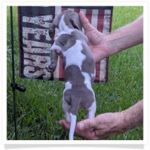 Tilly's AKC Isabella Piebald Short Hair Female Miniature Dachshund Puppy