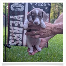 Tilly's AKC Isabella Piebald Short Hair Female #2 Miniature Dachshund Puppy