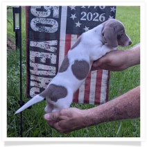 Tilly's AKC Isabella Piebald Short Hair Female #2 Miniature Dachshund Puppy