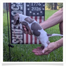 Tilly's AKC Isabella Piebald Short Hair Female #2 Miniature Dachshund Puppy