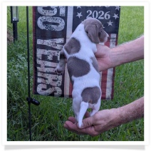 Tilly's AKC Isabella Piebald Short Hair Female #2 Miniature Dachshund Puppy