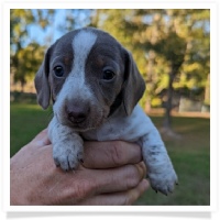 Tilly's AKC Isabella Piebald Short Hair Female Miniature Dachshund Puppy