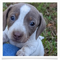 Tilly's AKC Isabella Piebald Short Hair Female Miniature Dachshund Puppy