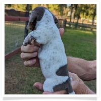 Tilly's AKC Isabella Piebald Short Hair Female Miniature Dachshund Puppy
