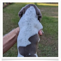 Tilly's AKC Isabella Piebald Short Hair Female Miniature Dachshund Puppy