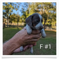 Tilly's AKC Isabella Piebald Short Hair Female Miniature Dachshund Puppy