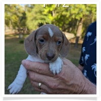 Tilly's AKC Piebald Short Hair Female #2 Miniature Dachshund Puppy