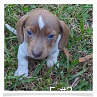 Tilly's AKC Piebald Short Hair Female #2 Miniature Dachshund Puppy