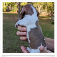 Tilly's AKC Piebald Short Hair Female #2 Miniature Dachshund Puppy