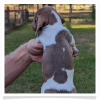 Tilly's AKC Piebald Short Hair Female #2 Miniature Dachshund Puppy