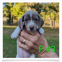 Tilly's AKC Isabella Piebald Short Hair Female #3 Miniature Dachshund Puppy