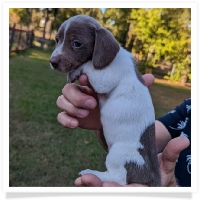Tilly's AKC Isabella Piebald Short Hair Female #3 Miniature Dachshund Puppy