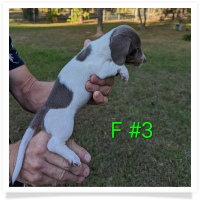 Tilly's AKC Isabella Piebald Short Hair Female #3 Miniature Dachshund Puppy