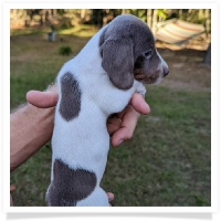 Tilly's AKC Isabella Piebald Short Hair Female #3 Miniature Dachshund Puppy
