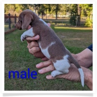 Tilly's AKC Piebald Short Hair Male Miniature Dachshund Puppy