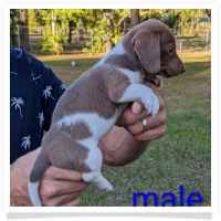 Tilly's AKC Piebald Short Hair Male Miniature Dachshund Puppy