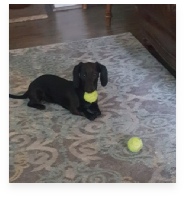 Sadie the Red Miniature Dachshund in Her Happy Home!