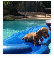 Vienna the Red Miniature Dachshund in Her Happy Home!
