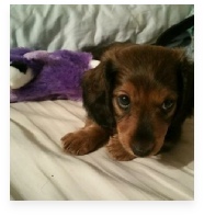 Violet the Red Miniature Dachshund in Her Happy Home!