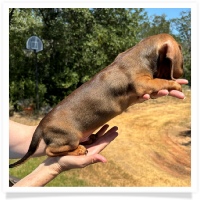 Yoo-Hoo's AKC & CKC Chocolate Based Red Short Hair Male Miniature Dachshund Puppy
