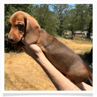 Yoo-Hoo's AKC & CKC Chocolate Based Red Short Hair Male Miniature Dachshund Puppy