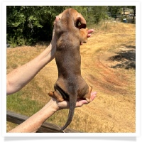 Yoo-Hoo's AKC & CKC Chocolate Based Red Short Hair Male Miniature Dachshund Puppy