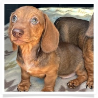 Yoo-Hoo's AKC & CKC Chocolate Based Red Short Hair Male Miniature Dachshund Puppy