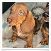 Yoo-Hoo's AKC & CKC Chocolate Based Red Short Hair Male Miniature Dachshund Puppy