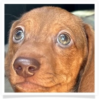 Yoo-Hoo's AKC & CKC Chocolate Based Red Short Hair Male Miniature Dachshund Puppy