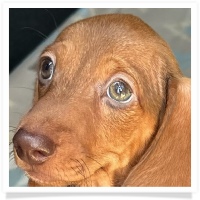 Yoo-Hoo's AKC & CKC Chocolate Based Red Short Hair Male Miniature Dachshund Puppy