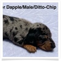Ditto's CKC Black & Tan Silver Dapple Smooth Coat Male Miniature Dachshund Puppy